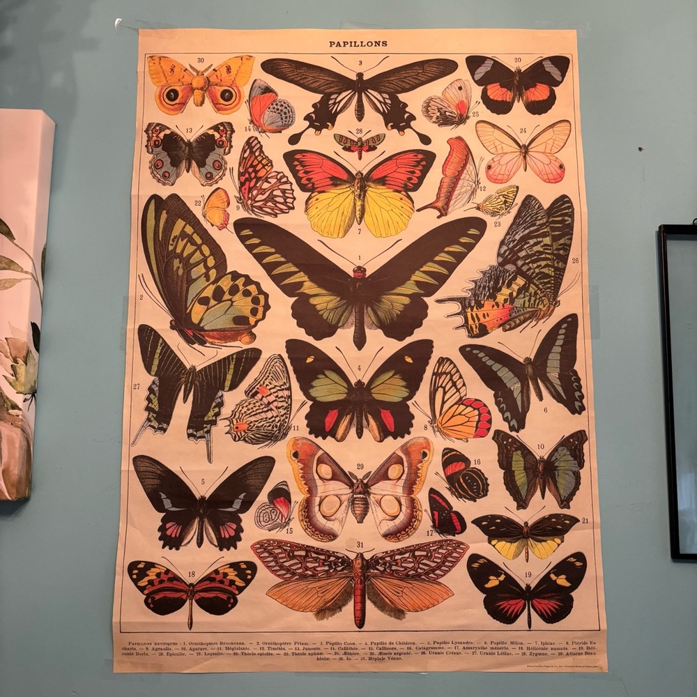 Vintage-Style Butterfly Print Poster - Yellow, Green, Red, Black